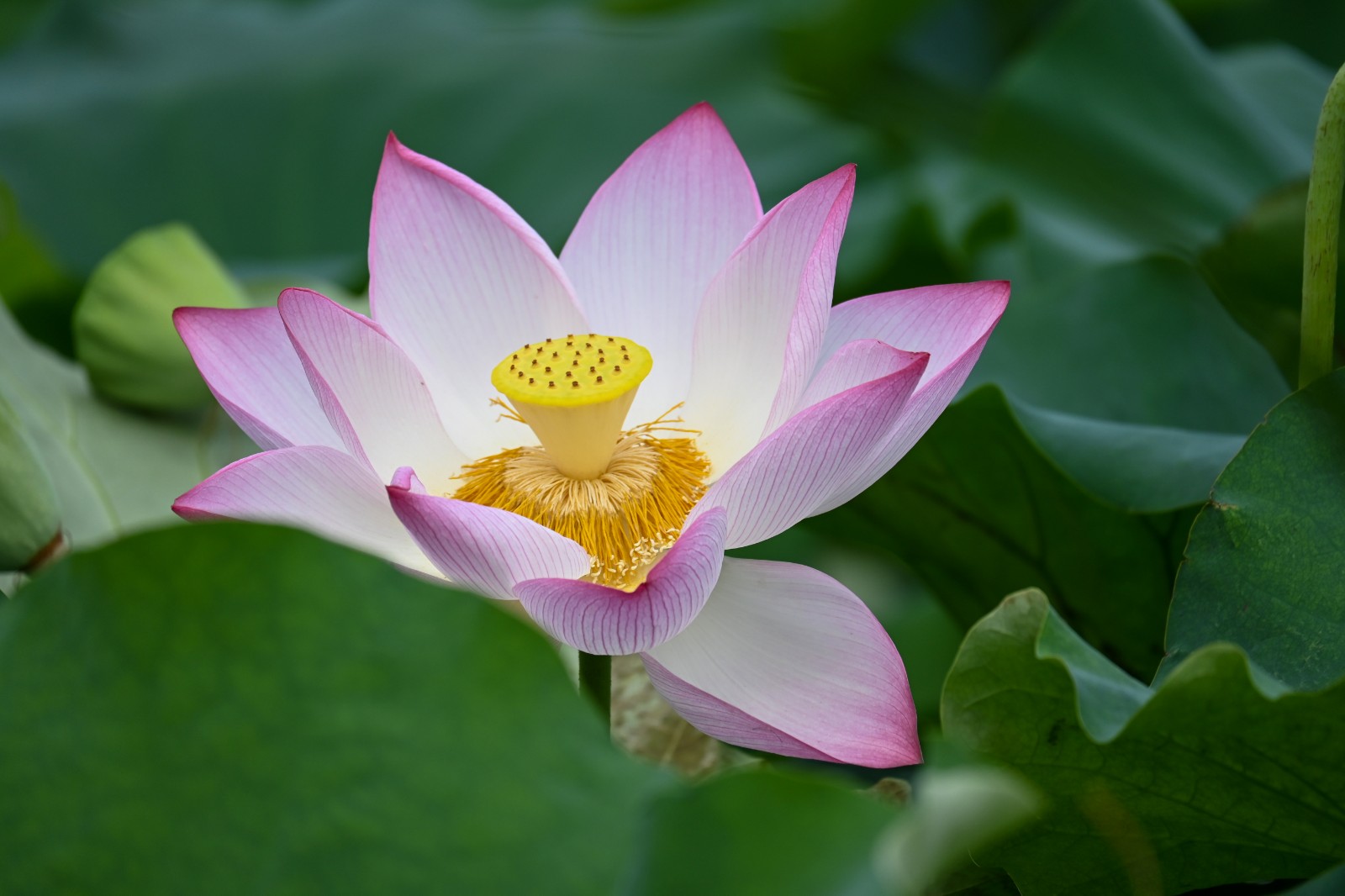 《“荷”你有约》.jpg