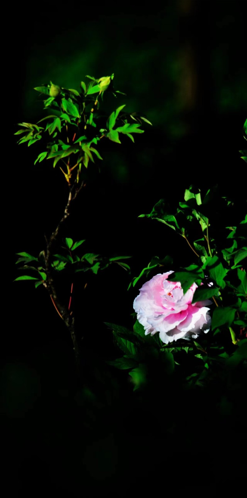菊花 (8).jpg