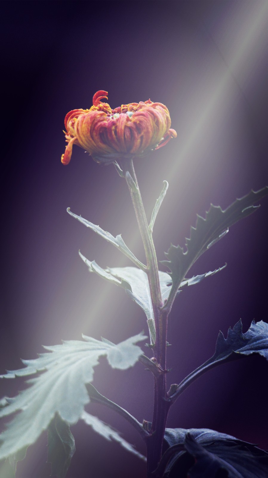 菊花 (10).jpg