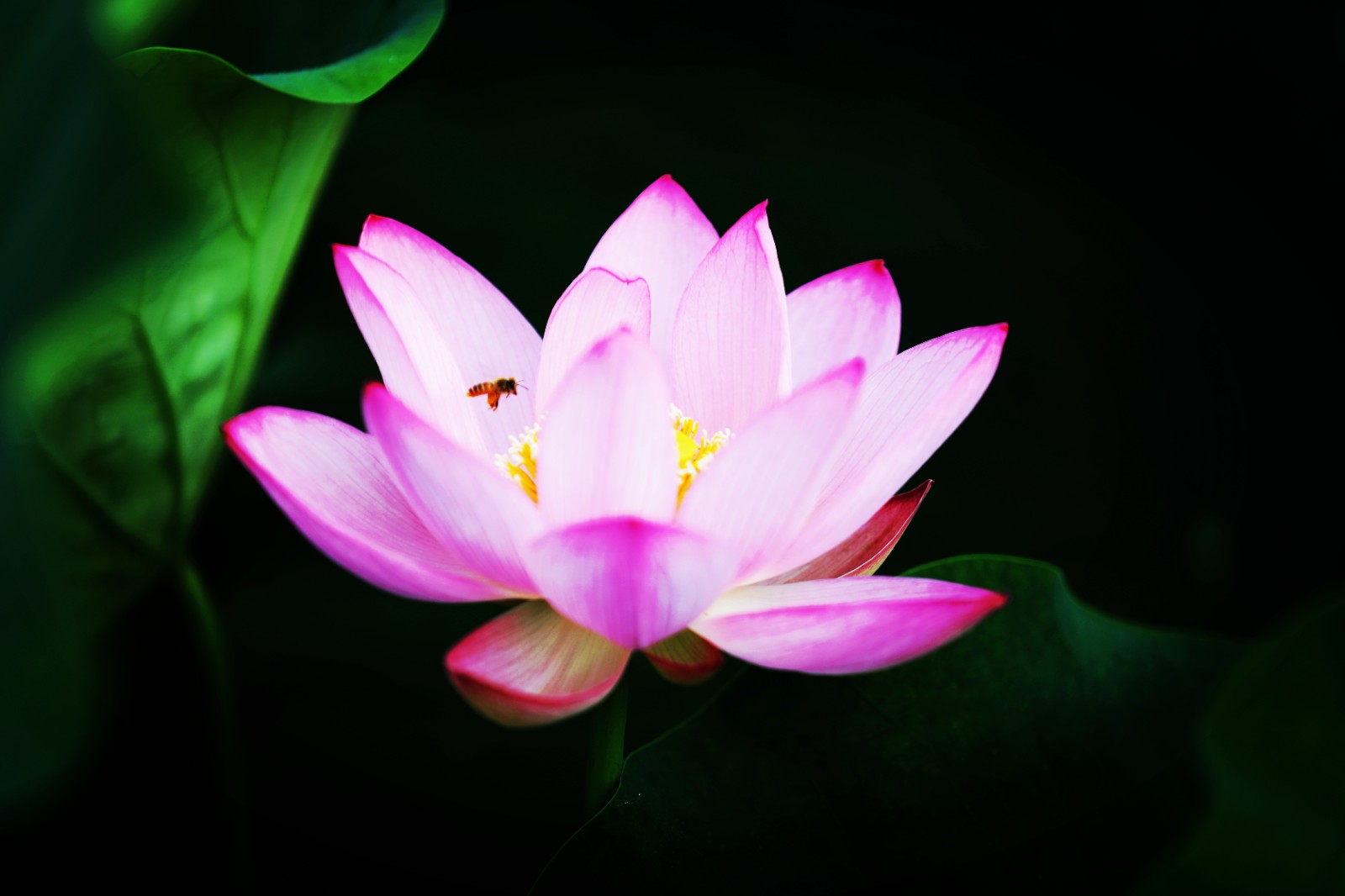 《荷韵》.jpg