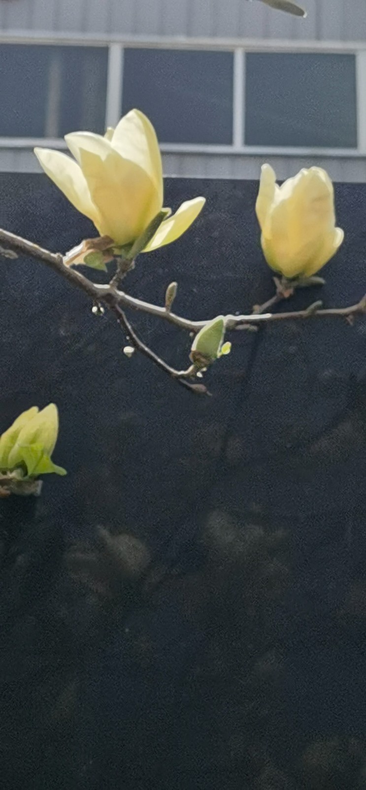 玉兰花开 (10).jpg