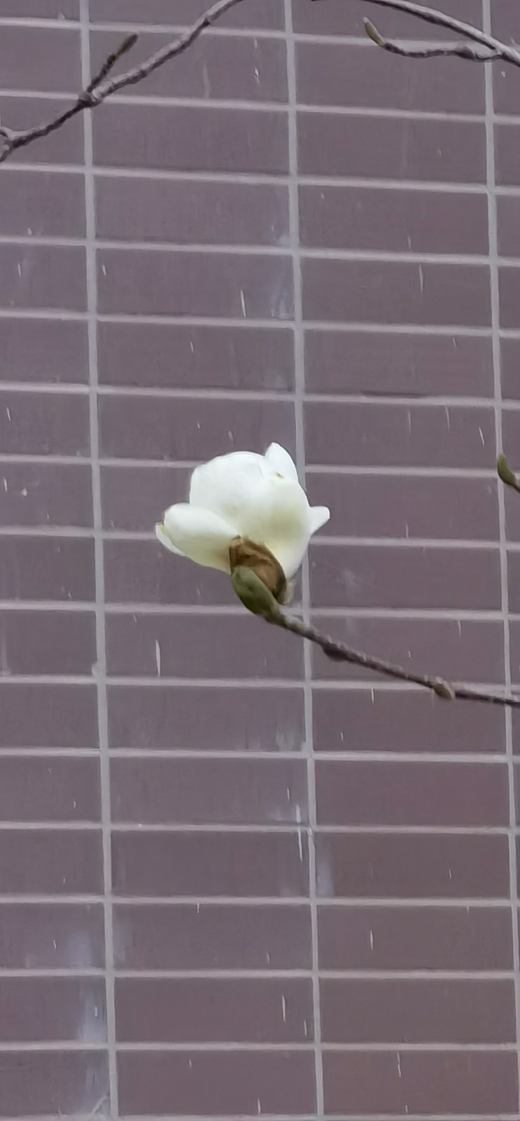 玉兰花开 (11).jpg