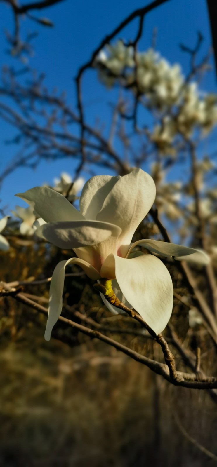 玉兰花开 (1).jpg