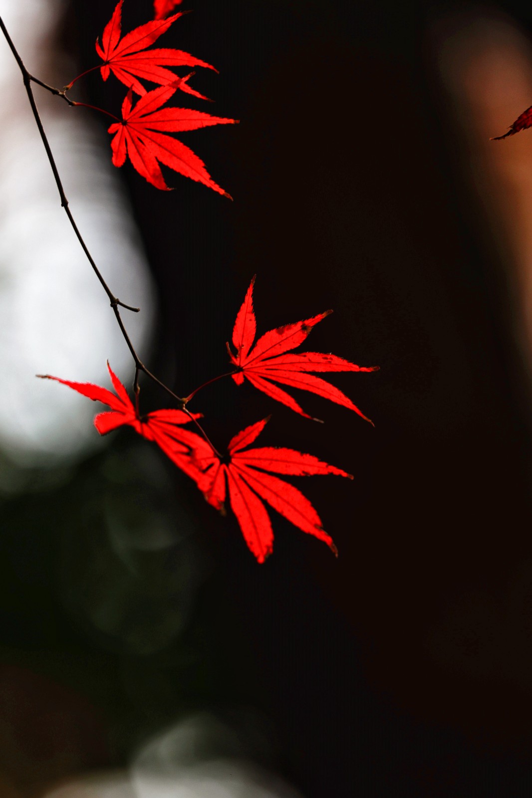 《红似二月花》.jpg