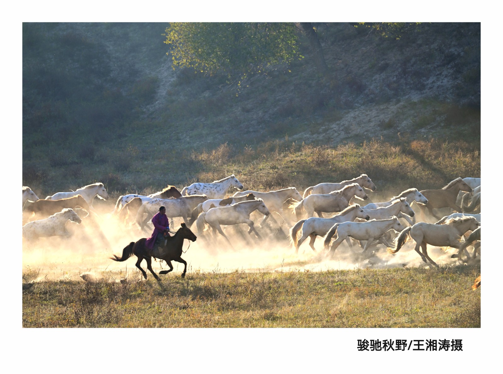 《骏驰秋野》.jpg