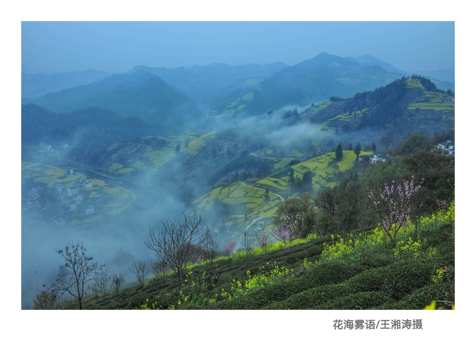 《花海雾语》.jpg