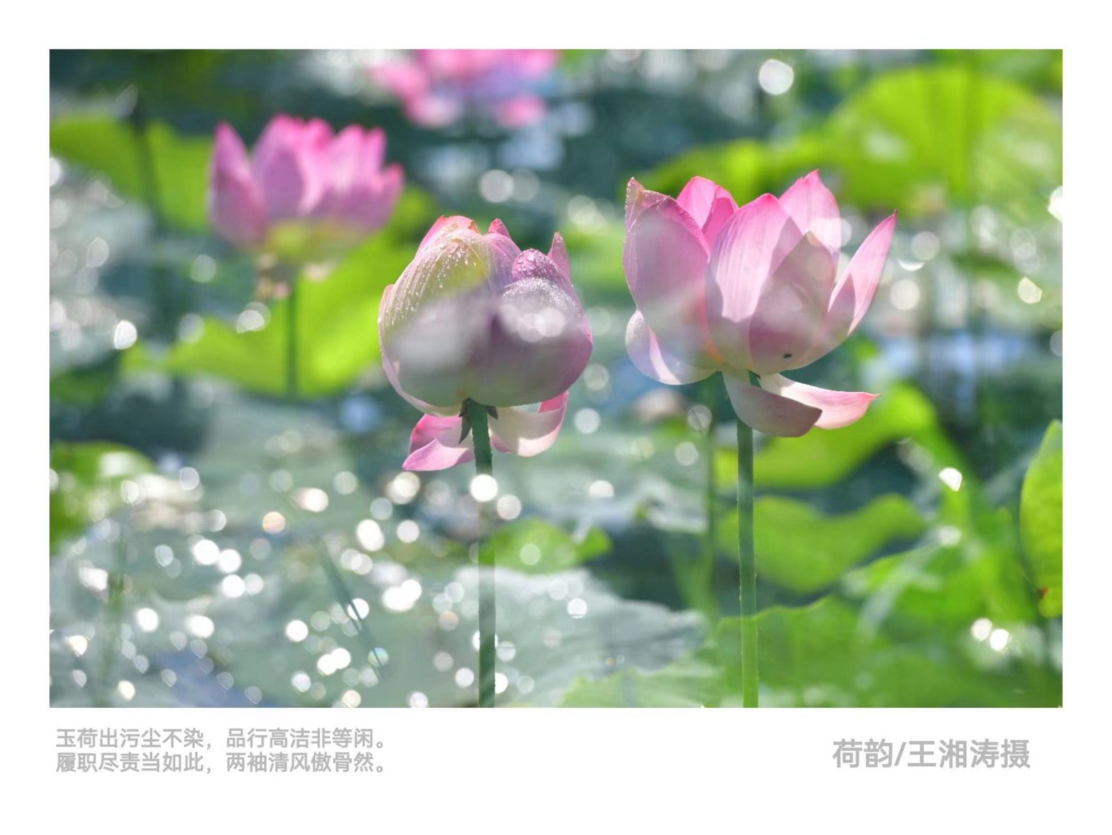 《荷韵》.jpg