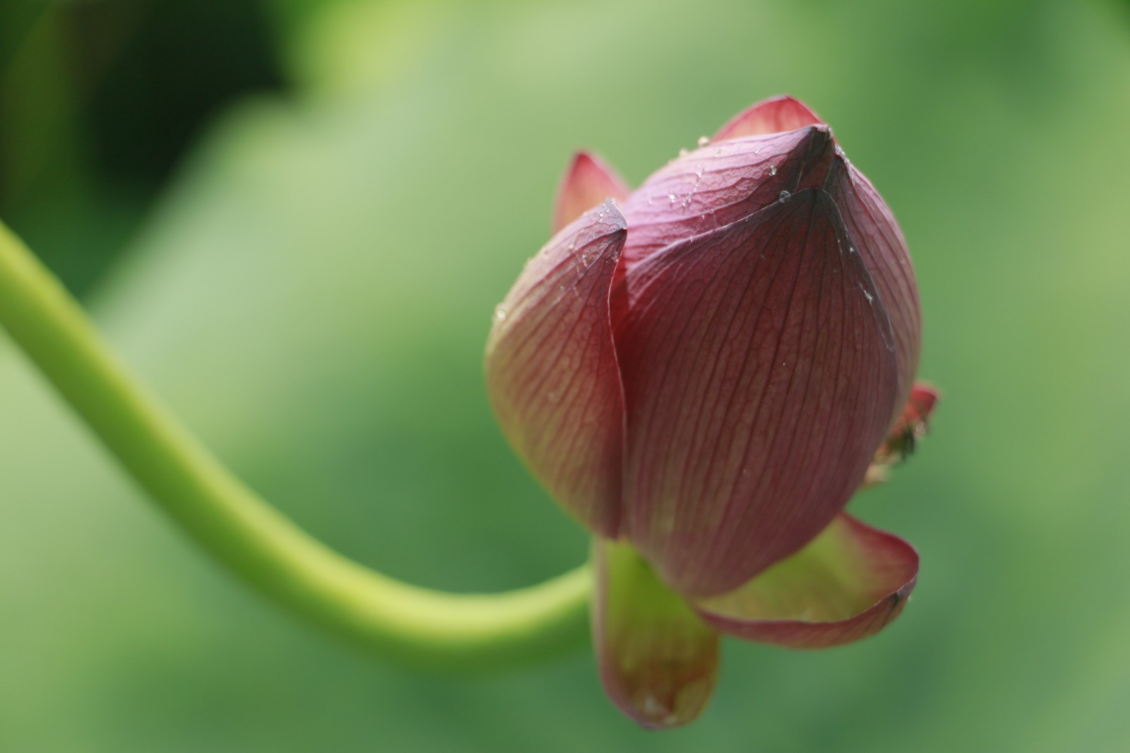 1《荷花》获奖.jpg