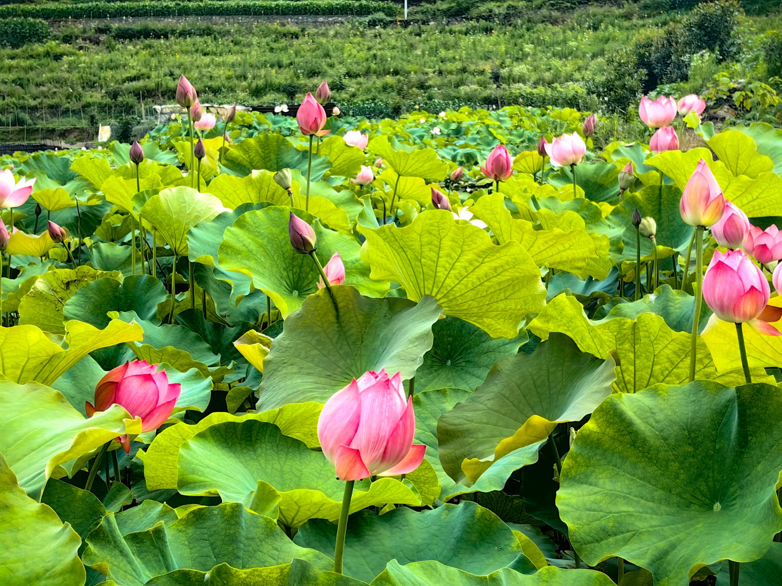 《荷花》.jpg