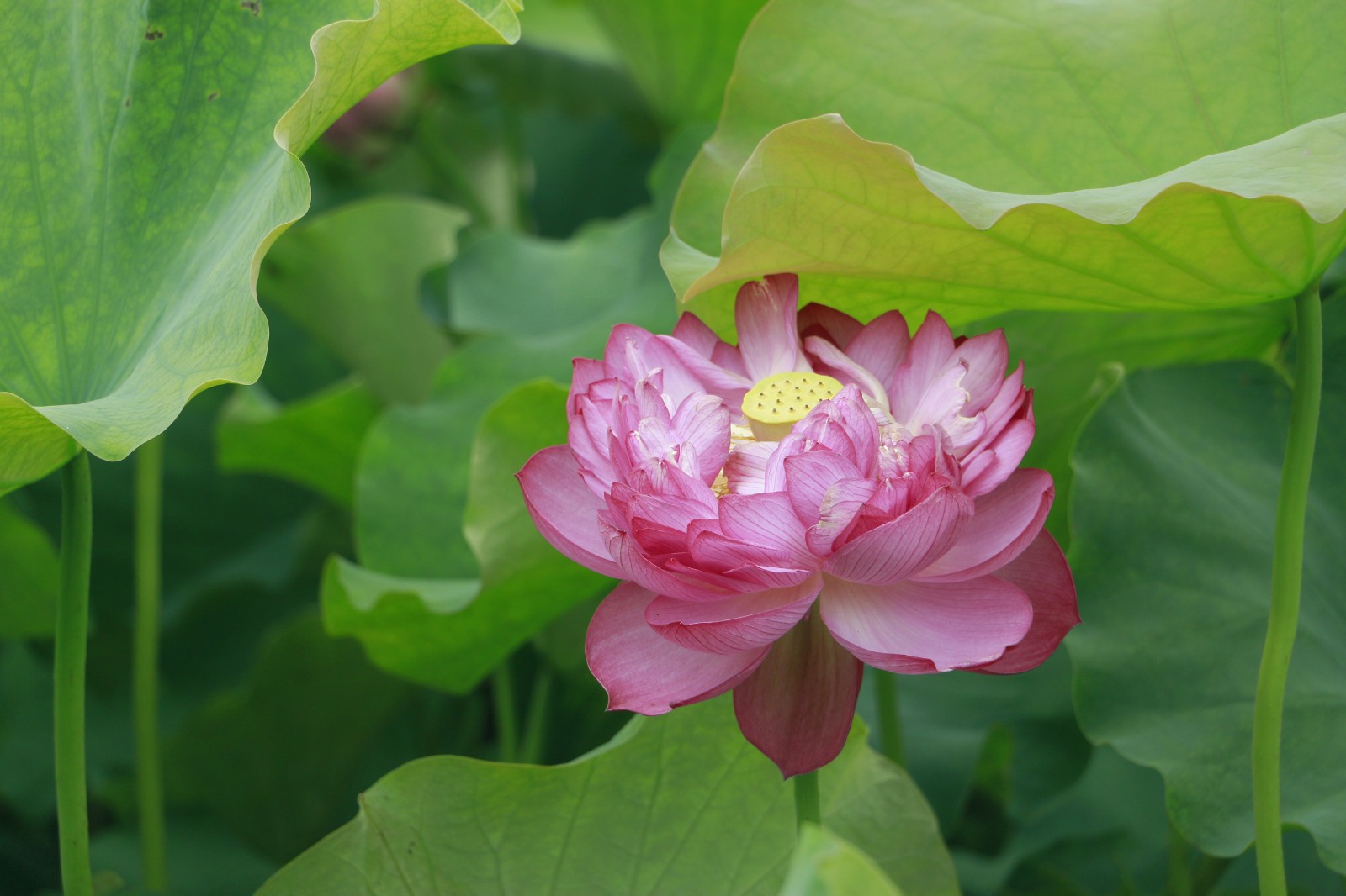 《荷花》 (8).jpg