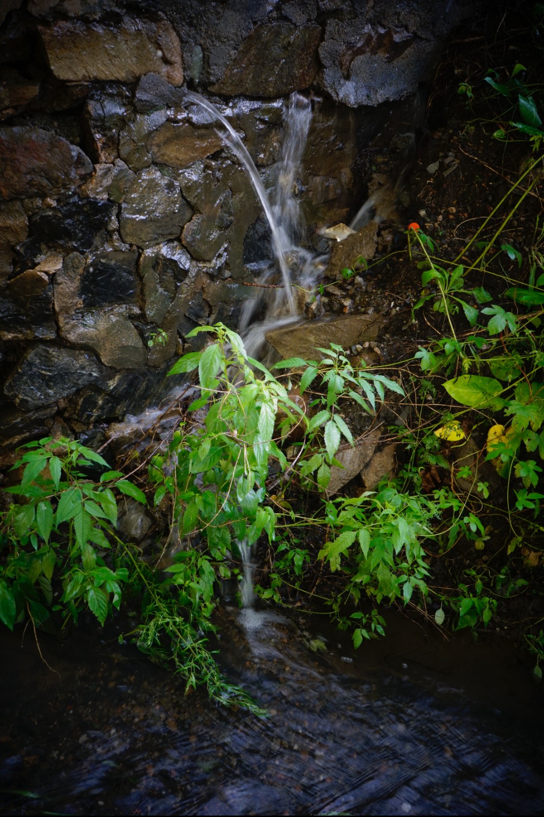 潺泉沁蔓.jpg